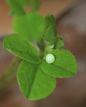 Northern Cloudywing egg